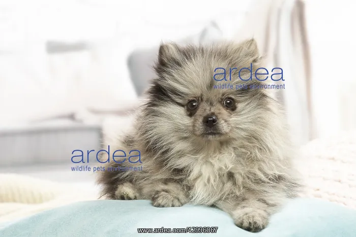 : Pomeranian dog lying down indoors : Pomeranian dog lying down indoors