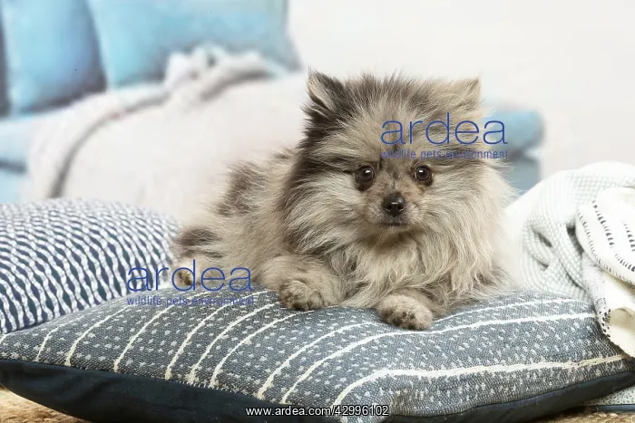 : Pomeranian dog lying down indoors : Pomeranian dog lying down indoors