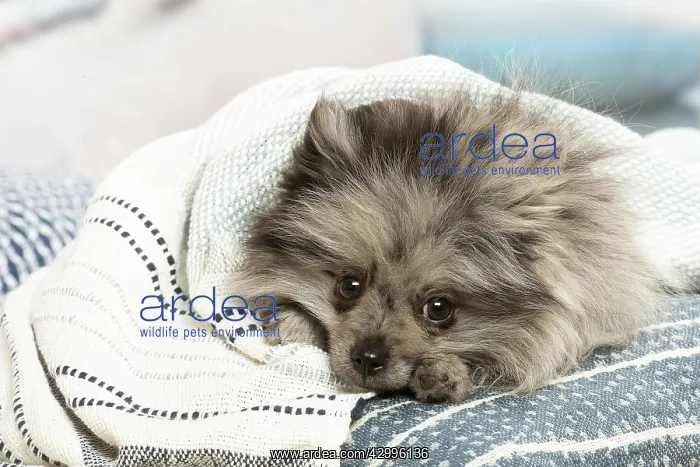 : Pomeranian dog lying down indoors : Pomeranian dog lying down indoors