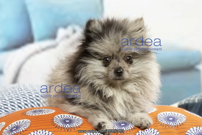 : Pomeranian dog lying down indoors : Pomeranian dog lying down indoors