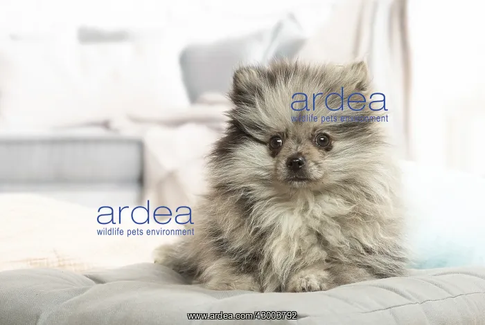 : Pomeranian dog lying down indoors : Pomeranian dog lying down indoors