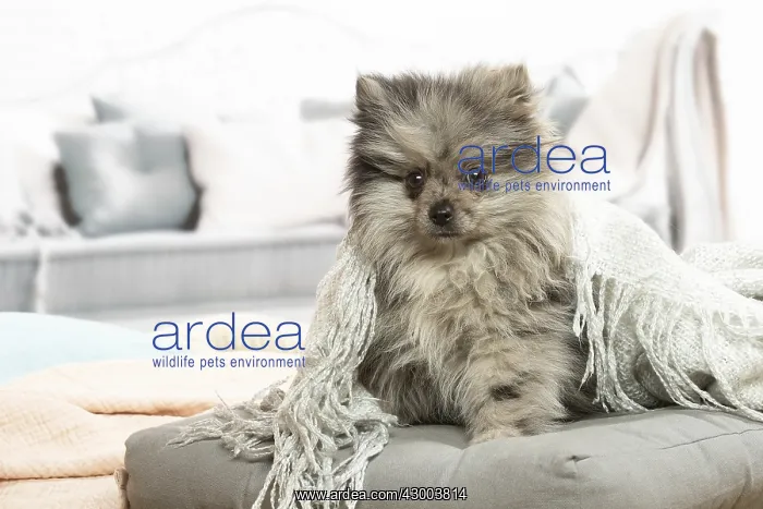 : Pomeranian dog lying down indoors : Pomeranian dog lying down indoors