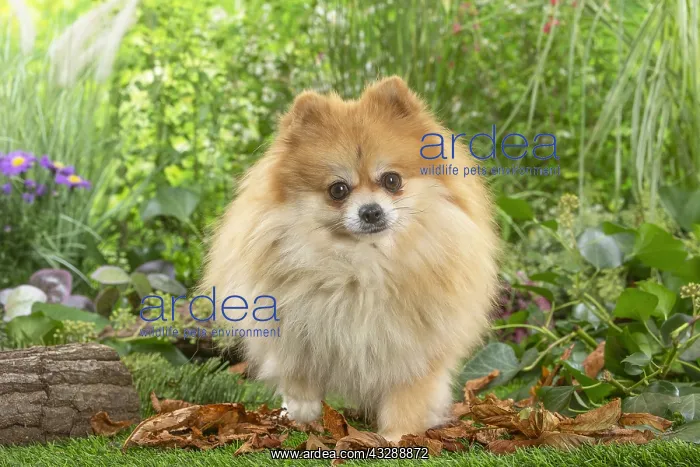 : Pomeranian dog outdoors in the garden : Pomeranian dog outdoors in the garden