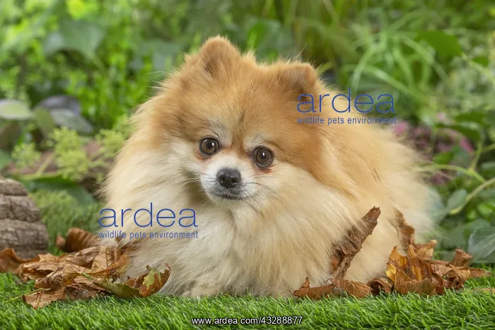 : Pomeranian dog outdoors in the garden : Pomeranian dog outdoors in the garden