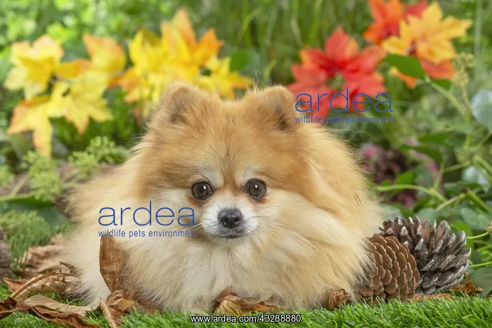 : Pomeranian dog outdoors in the garden : Pomeranian dog outdoors in the garden