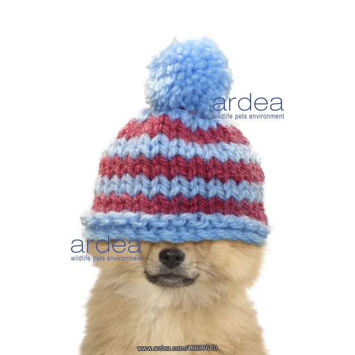 : Pomeranian Dog, puppy (12 weeks old ) with woolly : Pomeranian Dog, puppy (12 weeks old ) with woolly