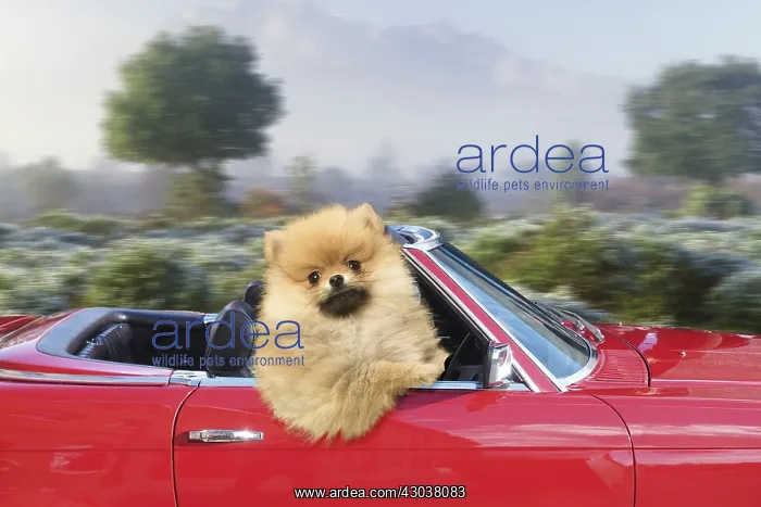 : Pomeranian Dog wearing Christmas hat driving : Pomeranian Dog wearing Christmas hat driving