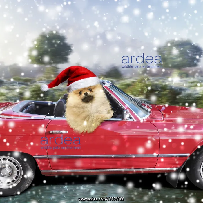 : Pomeranian Dog wearing Christmas hat driving : Pomeranian Dog wearing Christmas hat driving