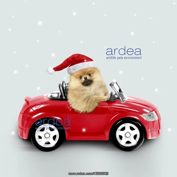: Pomeranian Dog wearing Christmas hat driving red car : Pomeranian Dog wearing Christmas hat driving red car