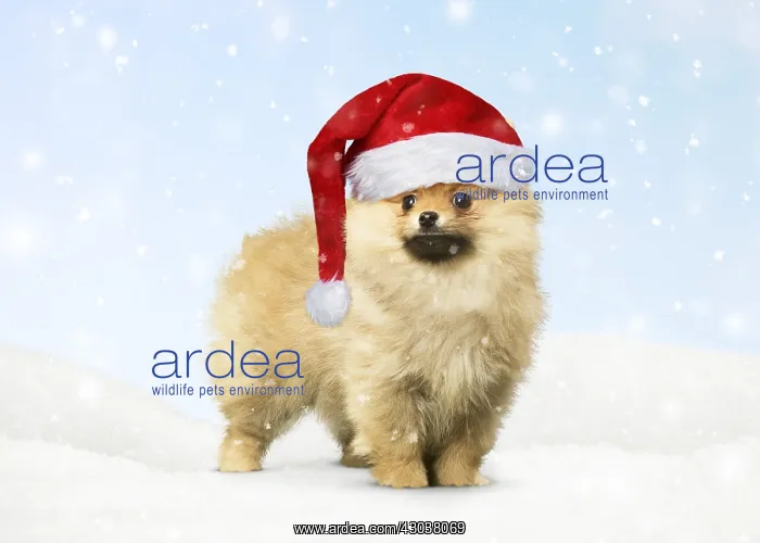 : Pomeranian Dog wearing Christmas hat in winter scene : Pomeranian Dog wearing Christmas hat in winter scene