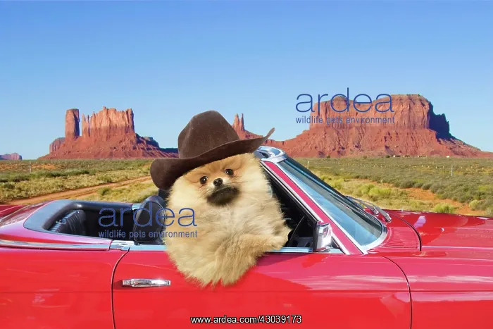 : Pomeranian Dog wearing cowboy hat driving red : Pomeranian Dog wearing cowboy hat driving red