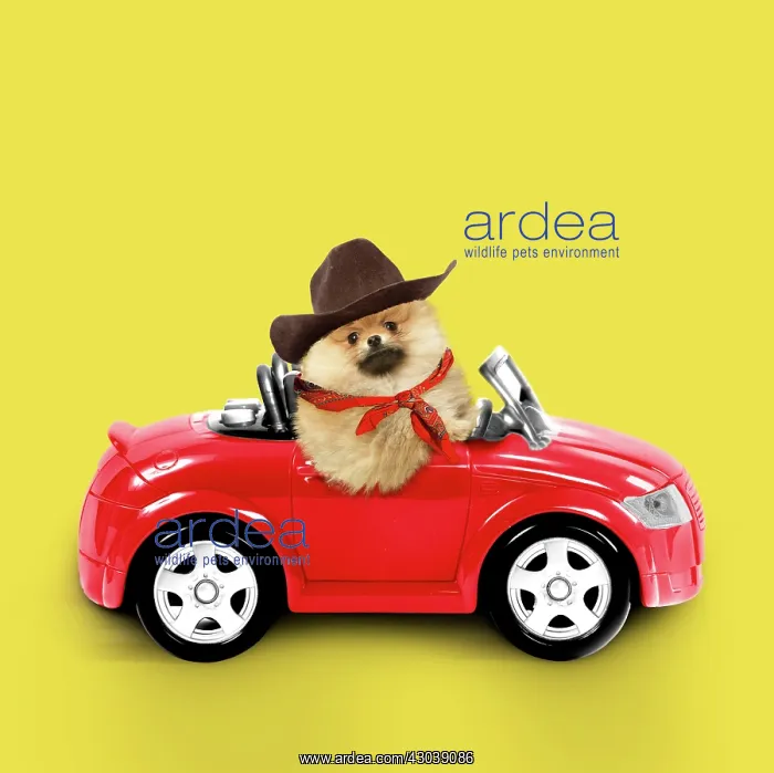: Pomeranian Dog wearing cowboy hat and neckerchief : Pomeranian Dog wearing cowboy hat and neckerchief