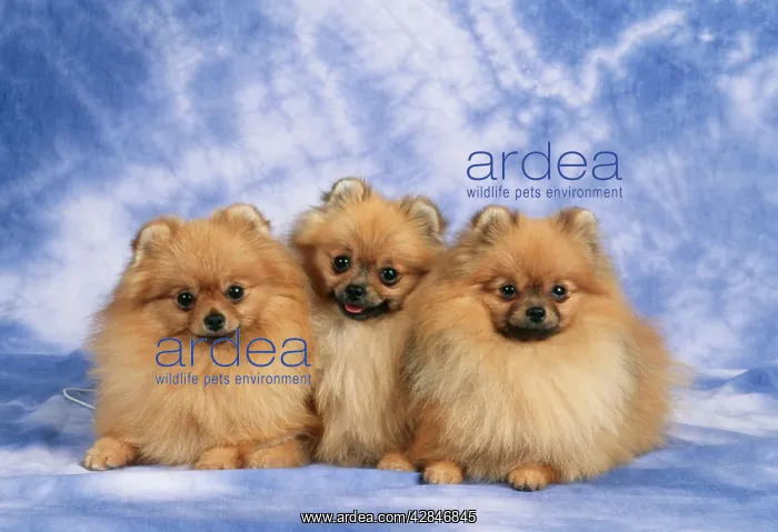 : Pomeranian dogs - three in a row : Pomeranian dogs - three in a row