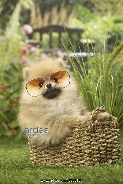 : Pomeranian (Dwarf Spitz) puppy outside in the : Pomeranian (Dwarf Spitz) puppy outside in the