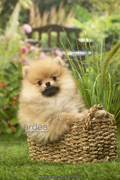 : Pomeranian (Dwarf Spitz) puppy outside in the garden : Pomeranian (Dwarf Spitz) puppy outside in the garden