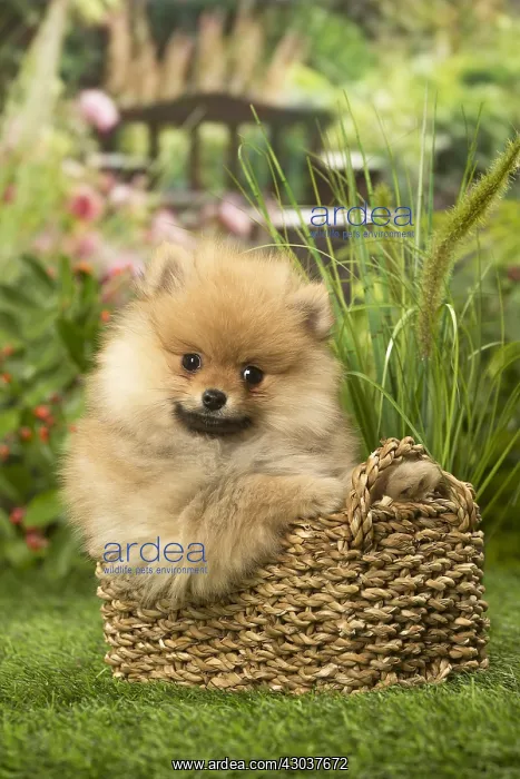 : Pomeranian (Dwarf Spitz) puppy outside in the garden : Pomeranian (Dwarf Spitz) puppy outside in the garden