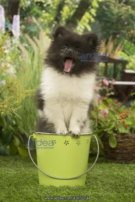 : Pomeranian (Dwarf Spitz) puppy outside in the garden : Pomeranian (Dwarf Spitz) puppy outside in the garden