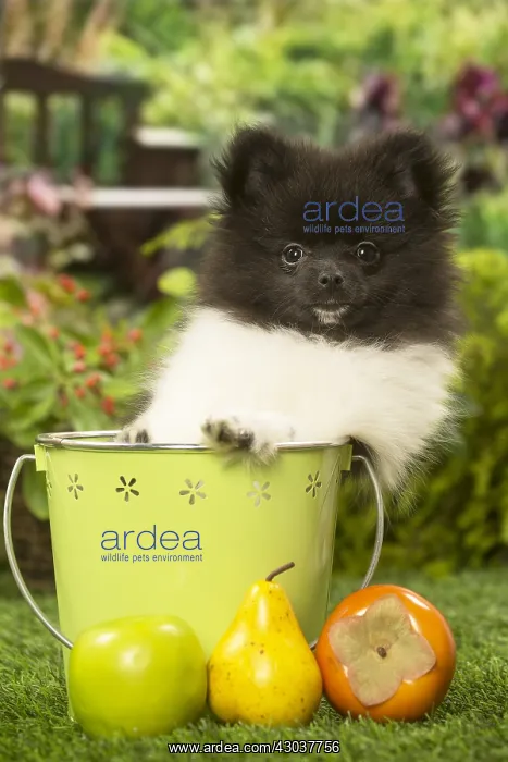 : Pomeranian (Dwarf Spitz) puppy outside in the garden : Pomeranian (Dwarf Spitz) puppy outside in the garden