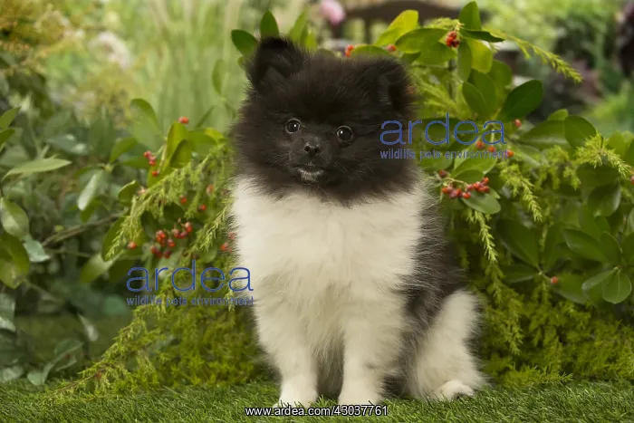 : Pomeranian (Dwarf Spitz) puppy outside in the garden : Pomeranian (Dwarf Spitz) puppy outside in the garden