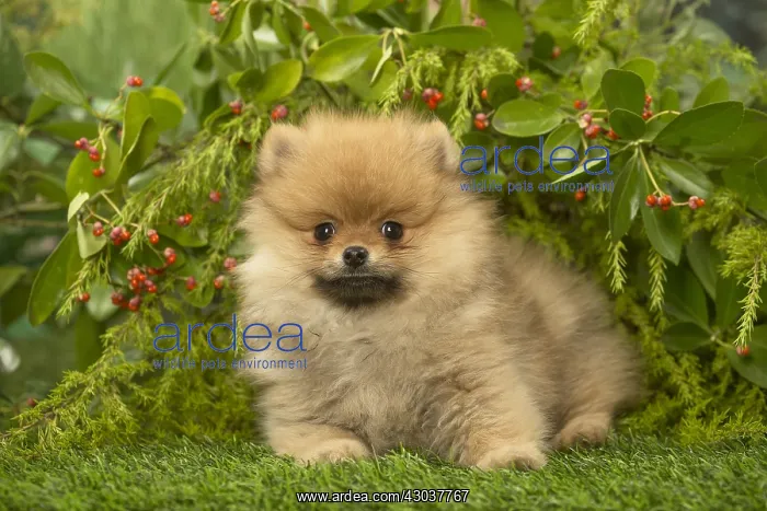  : Pomeranian (Dwarf Spitz) puppy outside in the garden
