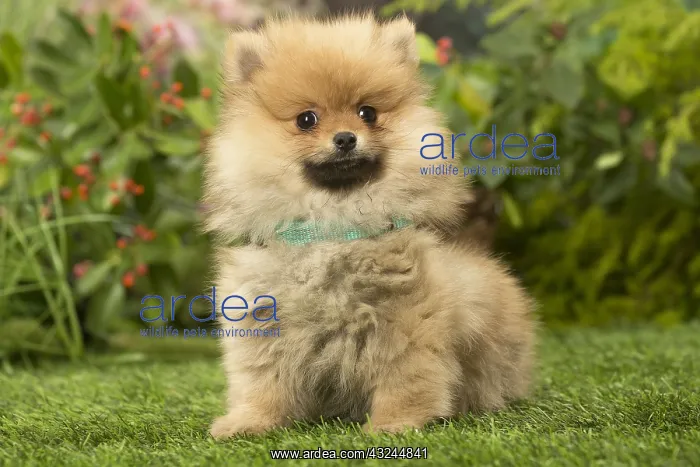 : Pomeranian (Dwarf Spitz) puppy outside in the garden : Pomeranian (Dwarf Spitz) puppy outside in the garden