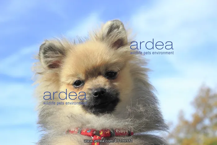 : Pomeranian, male dog, 5 months, against blue sky : Pomeranian, male dog, 5 months, against blue sky