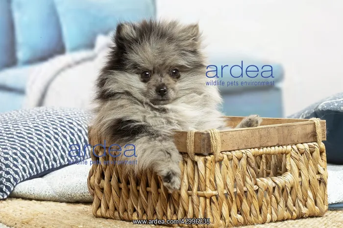 : Pomeranian puppy sitting in a basket indoors : Pomeranian puppy sitting in a basket indoors