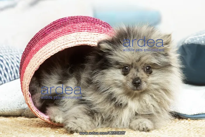 : Pomeranian puppy sitting in a basket indoors : Pomeranian puppy sitting in a basket indoors
