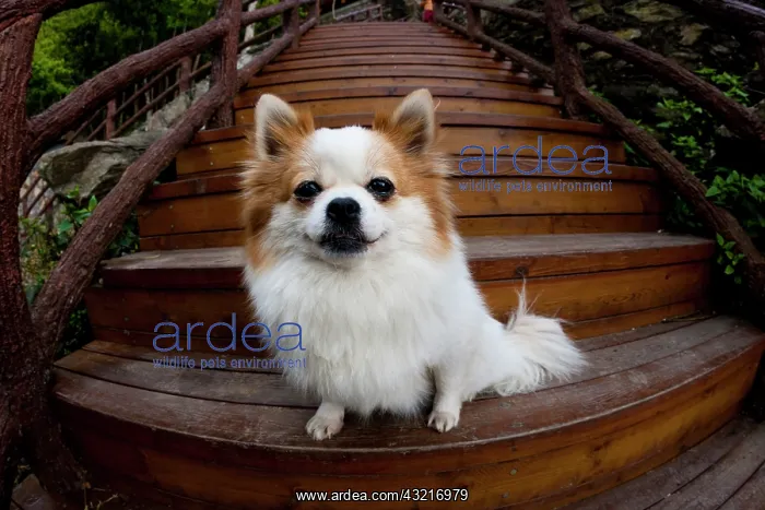 : Pomeranian, Yuanyang, China : Pomeranian, Yuanyang, China