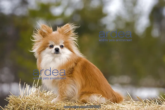 : Pommeranian Dog sitting on straw bale, portrait : Pommeranian Dog sitting on straw bale, portrait