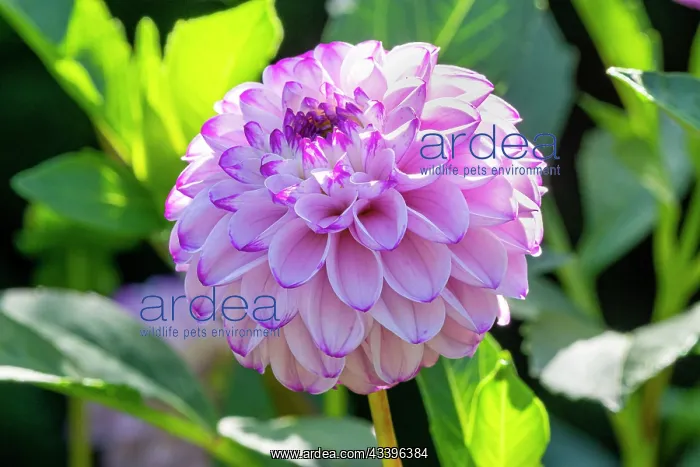 : Pompon dahlia, Dahlia Franz Kafka, Breeder : Maarse : Pompon dahlia, Dahlia Franz Kafka, Breeder : Maarse