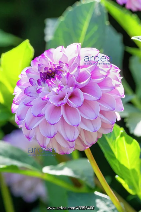 : Pompon dahlia, Dahlia Franz Kafka, Breeder : Maarse : Pompon dahlia, Dahlia Franz Kafka, Breeder : Maarse