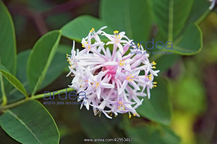 : Pompon Tree - flower - decorative and popular garden : Pompon Tree - flower - decorative and popular garden