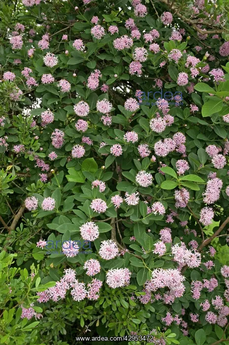 : Pompon Tree - flower - decorative and popular garden : Pompon Tree - flower - decorative and popular garden