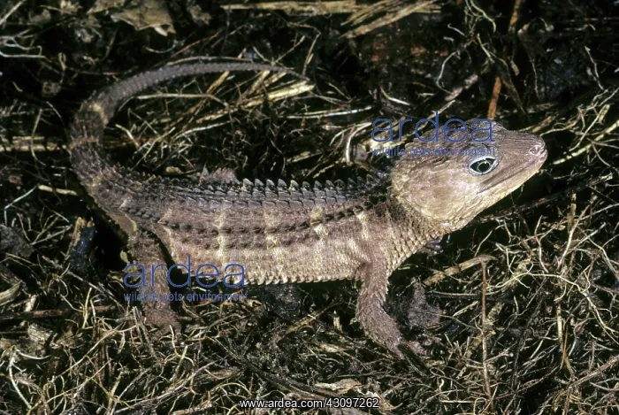 : Poncelet's Crocodile Skink : Poncelet's Crocodile Skink