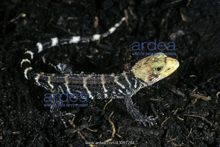 : Poncelet's Crocodile Skink : Poncelet's Crocodile Skink