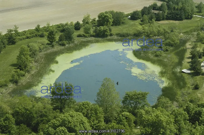 : Pond with Algae : Pond with Algae