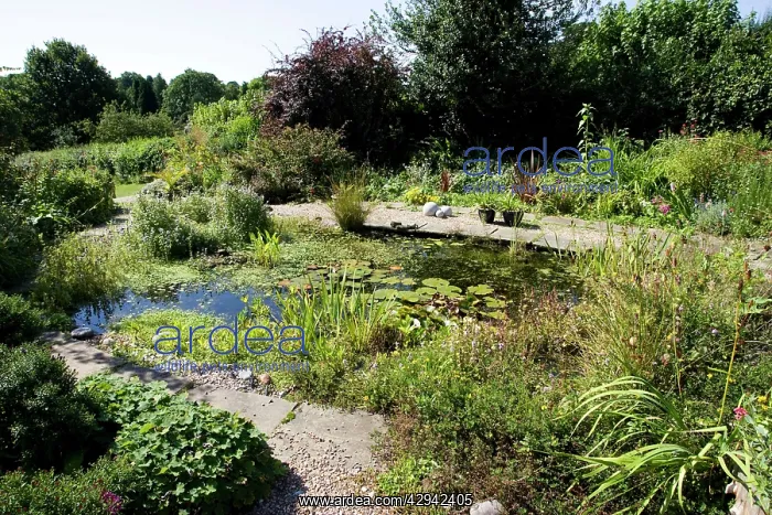 : Pond - Attractive ecological garden pond : Pond - Attractive ecological garden pond