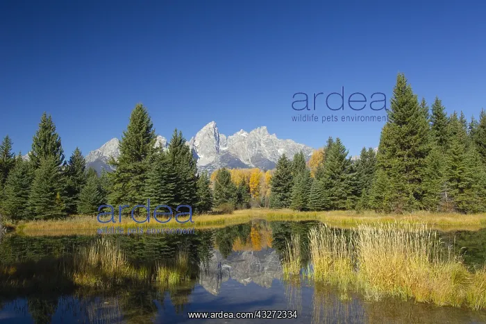 : Pond with Cathedral Range in the background, Schwabacher&, x2 : Pond with Cathedral Range in the background, Schwabacher&, x2