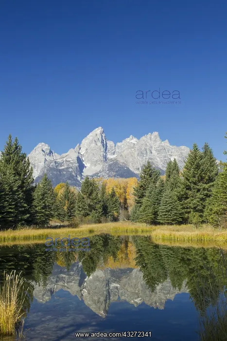  : Pond with Cathedral Range in the background, Schwabacher&, x2