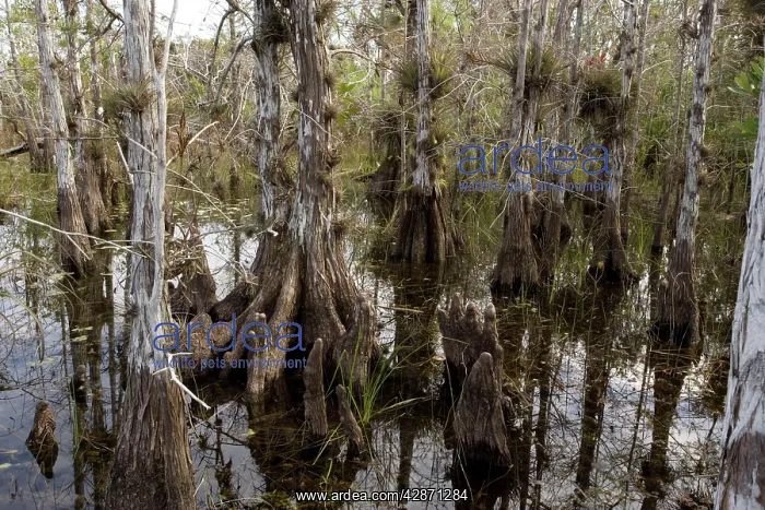 : Pond cypress swamp : Pond cypress swamp