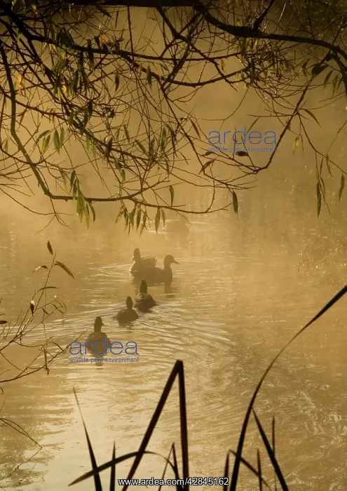  : Pond at dawn with family of ducks