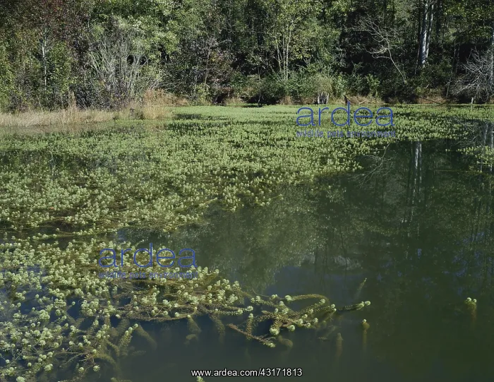 : Pond with Elodea : Pond with Elodea