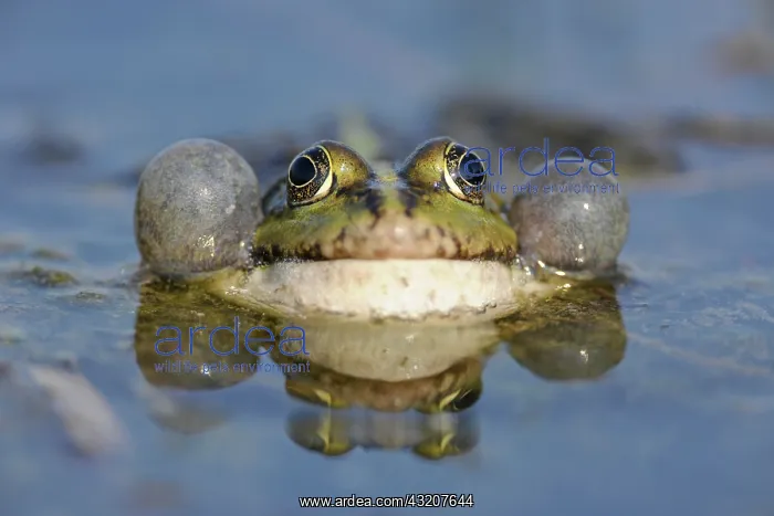 : Pond Frog or Edible Frog (Rana esculenta), male : Pond Frog or Edible Frog (Rana esculenta), male