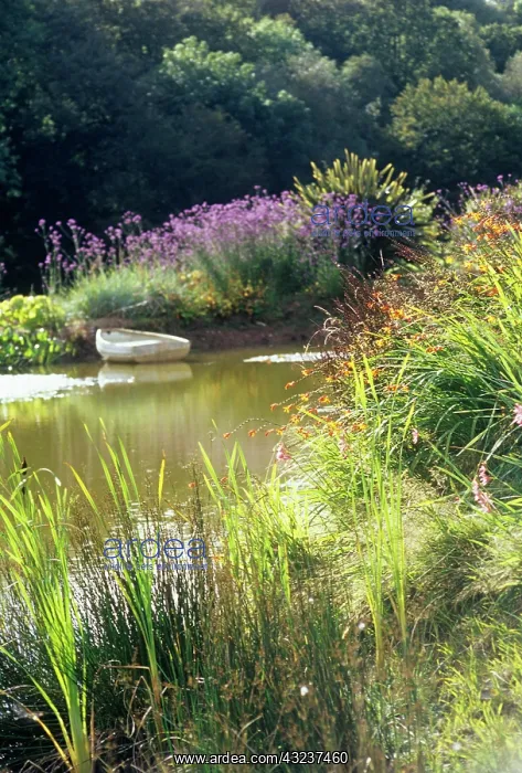 : Pond with grasses : Pond with grasses