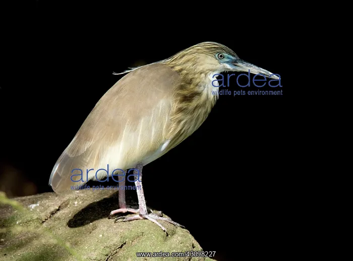 : Pond Heron : Pond Heron