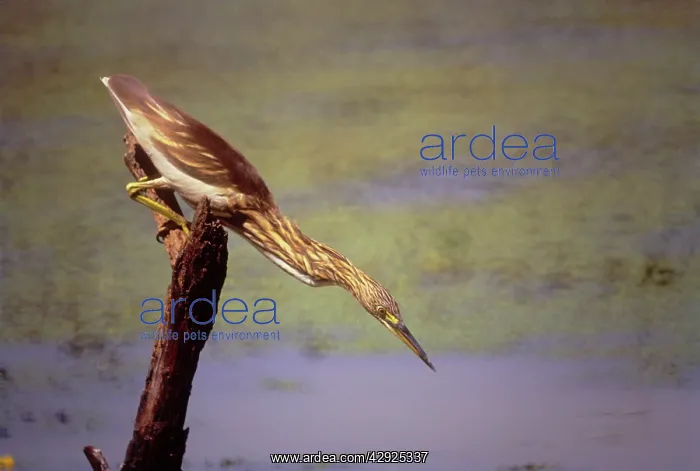 : Pond Heron - fishing : Pond Heron - fishing