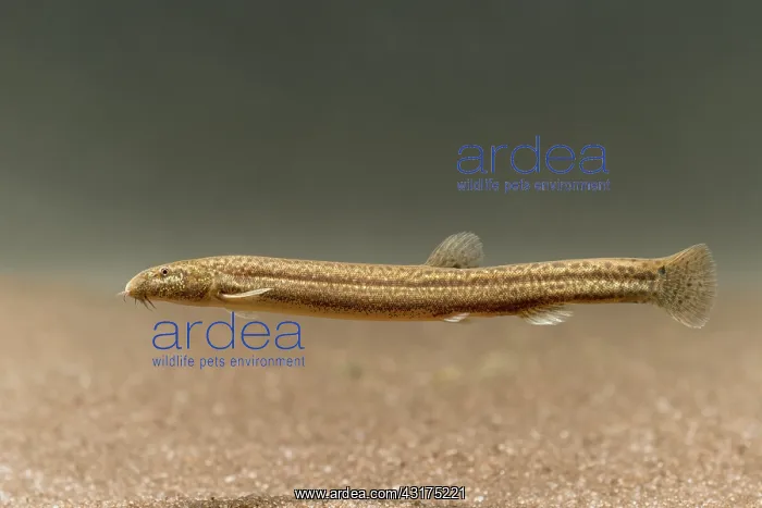 : Pond Loach : Pond Loach