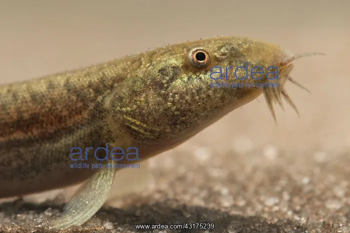 : Pond Loach : Pond Loach
