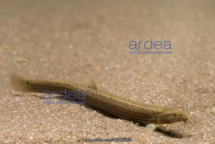 : Pond Loach : Pond Loach